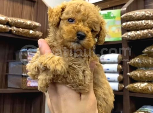 Teacup Poodle Erkekler
