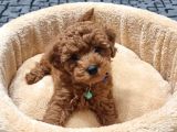 Kore Kan Toy Poodle Red Brown