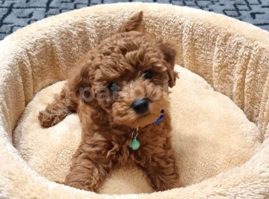 Kore Kan Toy Poodle Red Brown