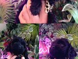 Hareketli Dişi Toy Poodle Siyah