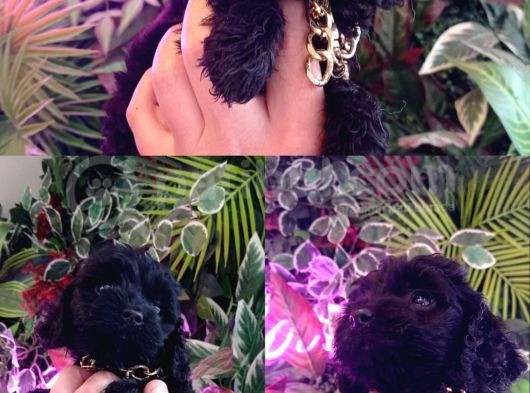 Hareketli Dişi Toy Poodle Siyah görsel