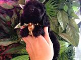 Hareketli Dişi Toy Poodle Siyah