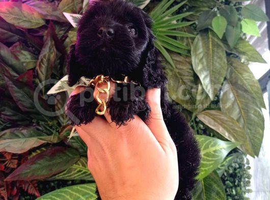 Hareketli Dişi Toy Poodle Siyah görsel