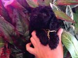 Hareketli Dişi Toy Poodle Siyah
