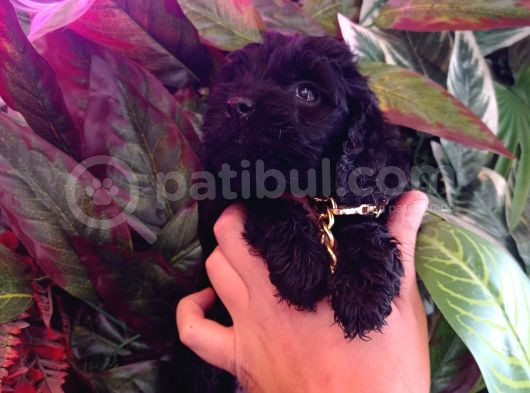 Hareketli Dişi Toy Poodle Siyah görsel