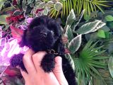 Hareketli Dişi Toy Poodle Siyah
