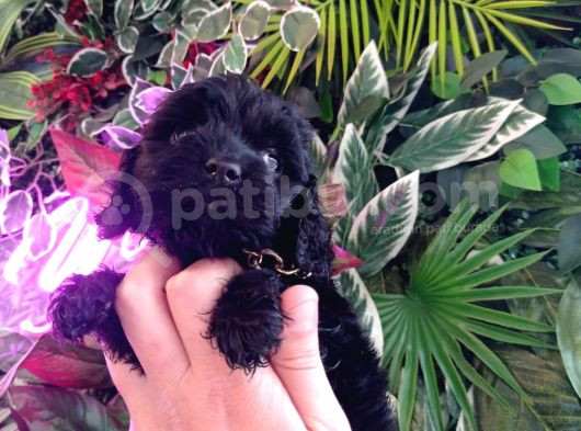 Hareketli Dişi Toy Poodle Siyah görsel