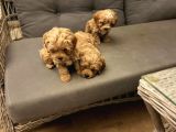 Pet Mode Köpek Çiftliğinden Mini Maltipoo Yavrular