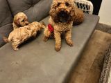 Pet Mode Köpek Çiftliğinden Mini Maltipoo Yavrular