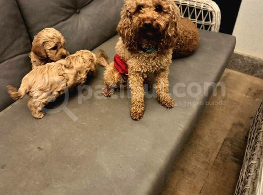 Pet Mode Köpek Çiftliğinden Mini Maltipoo Yavrular