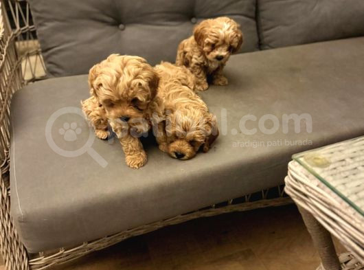 Pet Mode Köpek Çiftliğinden Mini Maltipoo Yavrular görsel