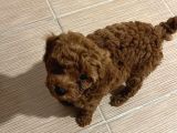 Pet Mode Köpek Çiftliğinden Mini Maltipoo Yavrular