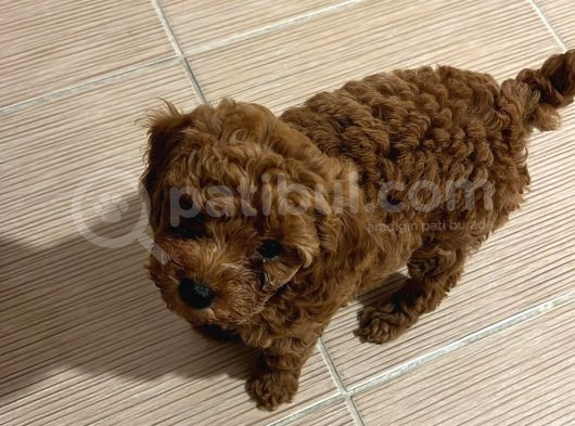 Pet Mode Köpek Çiftliğinden Mini Maltipoo Yavrular görsel