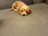 Pet Mode Köpek Çiftliğinden Mini Maltipoo Yavrular