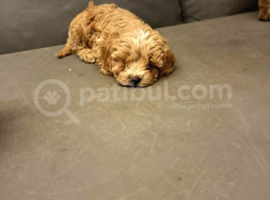 Pet Mode Köpek Çiftliğinden Mini Maltipoo Yavrular görsel