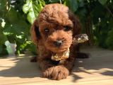 Orjinal Kore Poodle Yavrular Ped Eğitimli