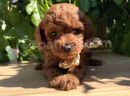Orjinal Kore Poodle Yavrular Ped Eğitimli görsel