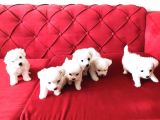 ev doğumu maltese bebegimiz