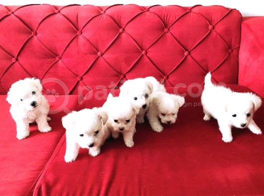 Ev Doğumu Maltese Bebegimiz