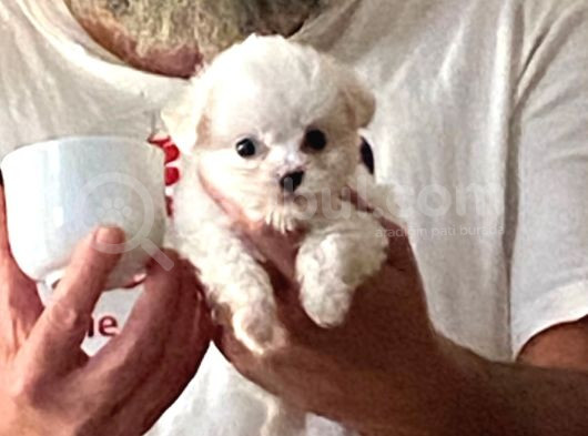 Teacup Maltese Terrier Bebekler