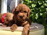 Orjinal Kore Poodle yavrular Ped eğitimli