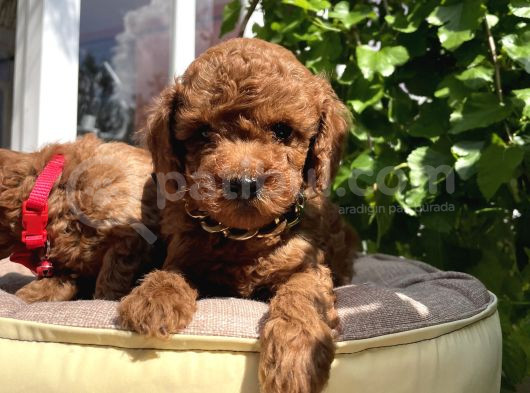 Orjinal Kore Poodle Yavrular Ped Eğitimli