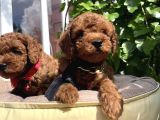 Orjinal Kore Poodle Yavrular Ped Eğitimli