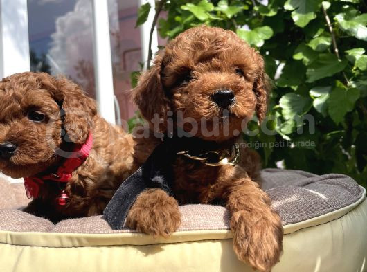Orjinal Kore Poodle Yavrular Ped Eğitimli görsel