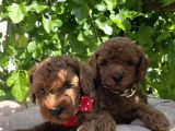 Orjinal Kore Poodle Yavrular Ped Eğitimli