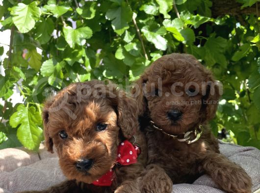 Orjinal Kore Poodle Yavrular Ped Eğitimli görsel