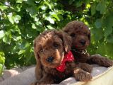 Orjinal Kore Poodle Yavrular Ped Eğitimli