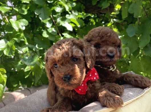 Orjinal Kore Poodle Yavrular Ped Eğitimli görsel
