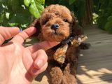 Orjinal Kore Poodle Yavrular Ped Eğitimli