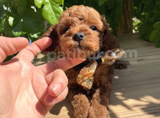 Orjinal Kore Poodle Yavrular Ped Eğitimli görsel