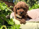 Orjinal Kore Poodle Yavrular Ped Eğitimli