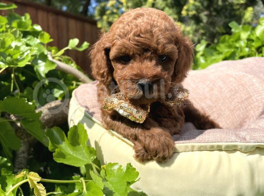 Orjinal Kore Poodle Yavrular Ped Eğitimli görsel