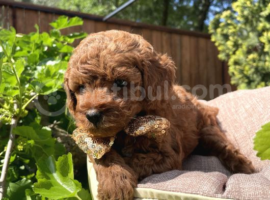 Orjinal Kore Poodle Yavrular Ped Eğitimli görsel