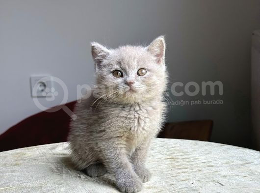 Anne Altından Yavrularımız Teslime Hazırdır görsel