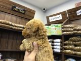 Teacup Poodle Erkekler