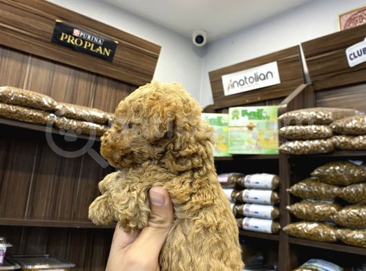 Teacup Poodle Erkekler görsel