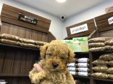 Teacup Poodle Erkekler