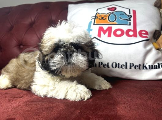 Pet Mode Köpek Çiftliğinden Shih_Tzu Yavrularımız görsel