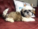 Pet Mode Köpek Çiftliğinden Shih_Tzu Yavrularımız