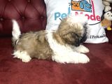 Pet Mode Köpek Çiftliğinden Shih_Tzu Yavrularımız