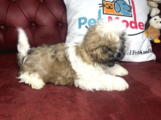 Pet Mode Köpek Çiftliğinden Shih_Tzu Yavrularımız görsel