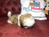Pet Mode Köpek Çiftliğinden Shih_Tzu Yavrularımız