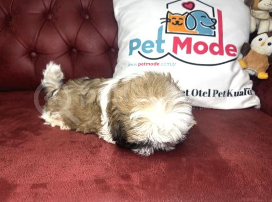 Pet Mode Köpek Çiftliğinden Shih_Tzu Yavrularımız görsel