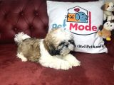 Pet Mode Köpek Çiftliğinden Shih_Tzu Yavrularımız