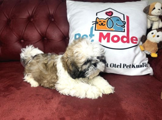 Pet Mode Köpek Çiftliğinden Shih_Tzu Yavrularımız görsel