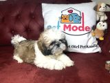 Pet Mode Köpek Çiftliğinden Shih_Tzu Yavrularımız